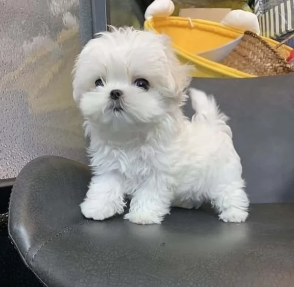 CUCCIOLI DI Maltese ALLEVATI CON AMORE per adozione | Foto 1