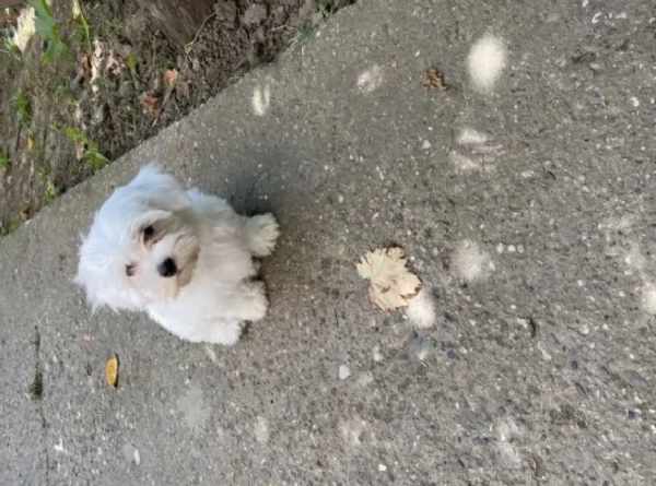 CUCCIOLI DI Maltese ALLEVATI CON AMORE per adozione | Foto 3