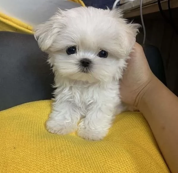 CUCCIOLI DI Maltese ALLEVATI CON AMORE per adozione