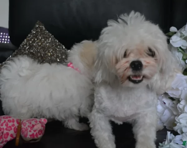 CUCCIOLI DI Maltese ALLEVATI CON AMORE per adozione | Foto 6