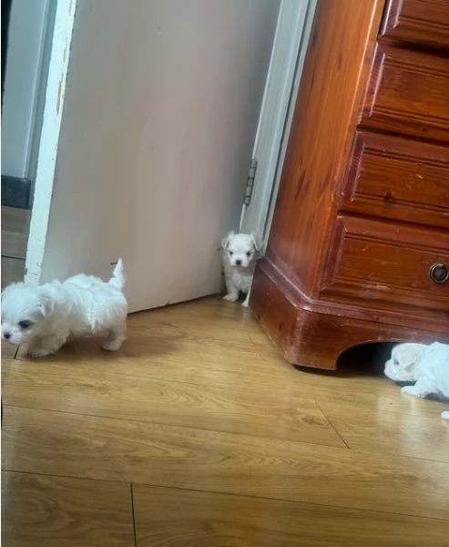 CUCCIOLI DI Maltese ALLEVATI CON AMORE per adozione | Foto 3