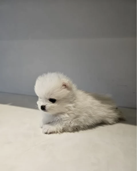 Cucciolo di Pomerania Toy con soffice pelliccia pronto per adozione | Foto 5