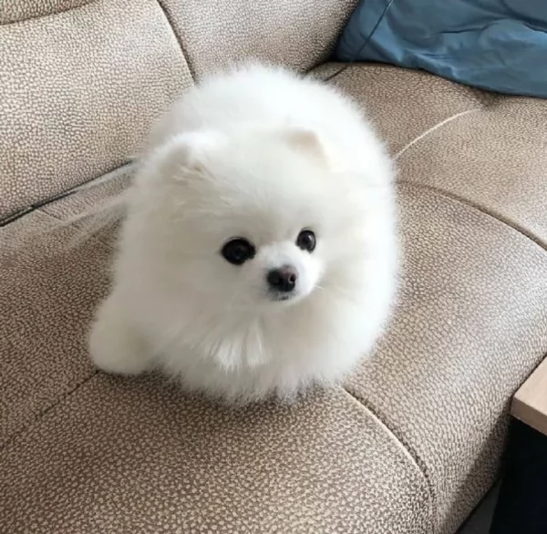 Cucciolo di Pomerania Toy con soffice pelliccia pronto per adozione | Foto 4