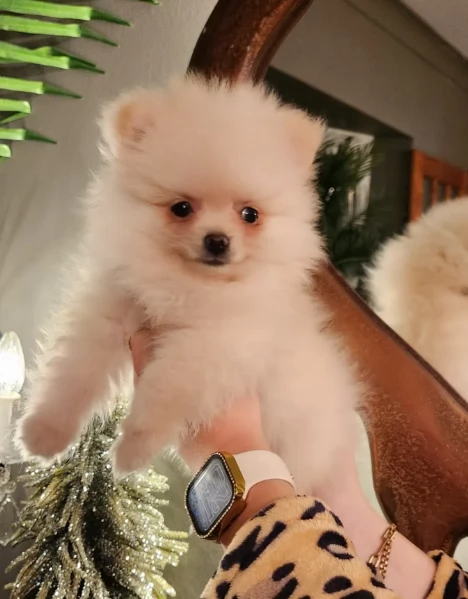 Cucciolo di Pomerania Toy con soffice pelliccia pronto per adozione | Foto 6