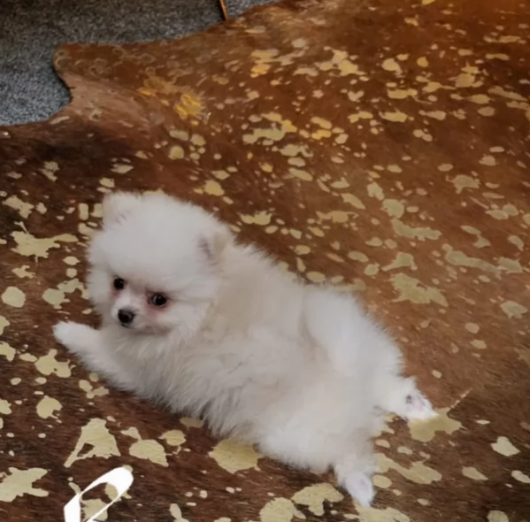 Cucciolo di Pomerania Toy con soffice pelliccia pronto per adozione | Foto 3