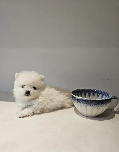 Cucciolo di Pomerania Toy con soffice pelliccia pronto per adozione | Foto 0