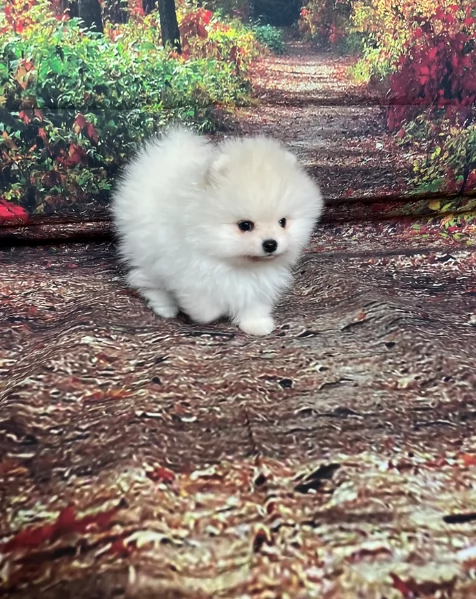 Cucciolo di Pomerania Toy con soffice pelliccia pronto per adozione | Foto 5