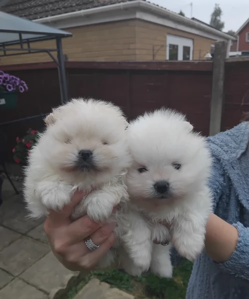 Cucciolo di Pomerania Toy con soffice pelliccia pronto per adozione | Foto 3