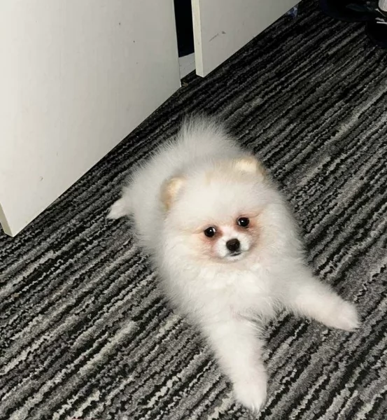 Cucciolo di Pomerania Toy con soffice pelliccia pronto per adozione | Foto 9
