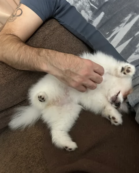 Cucciolo di Pomerania Toy con soffice pelliccia pronto per adozione | Foto 1