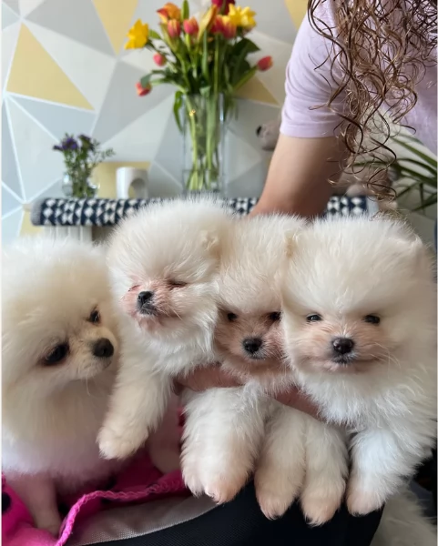 Cucciolo di Pomerania Toy con soffice pelliccia pronto per adozione | Foto 2