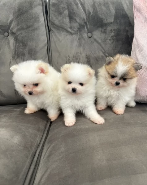 Cucciolo di Pomerania Toy con soffice pelliccia pronto per adozione