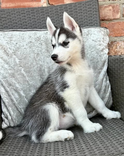 spettacolar cucciolo di husky per adozione | Foto 3