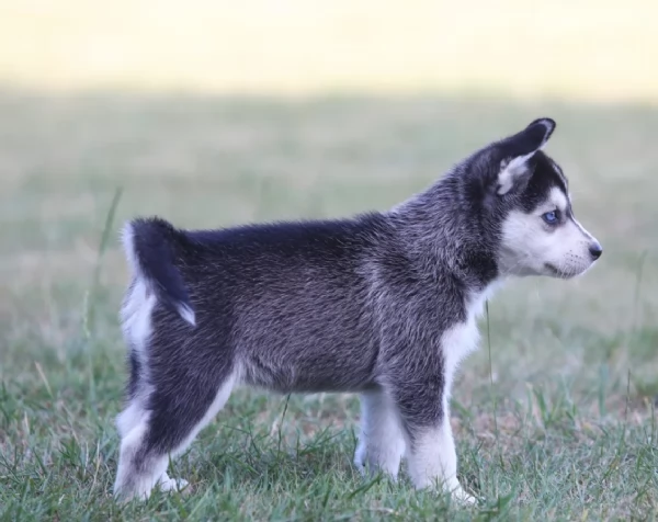 spettacolar cucciolo di husky per adozione | Foto 3