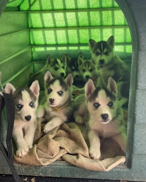 spettacolar cucciolo di husky per adozione | Foto 0