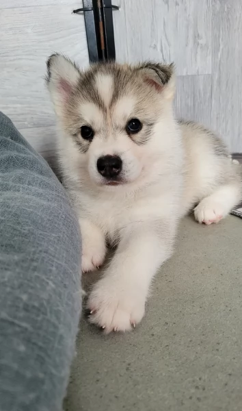 spettacolar cucciolo di husky per adozione | Foto 6