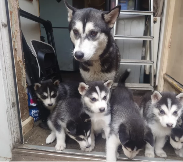 spettacolar cucciolo di husky per adozione | Foto 1
