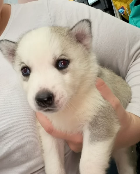 spettacolar cucciolo di husky per adozione | Foto 2