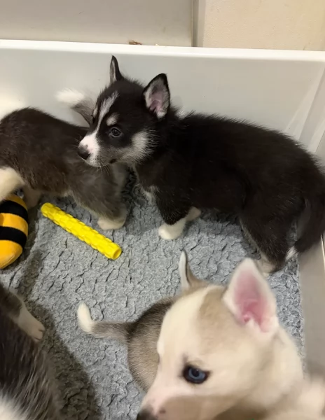 spettacolar cucciolo di husky per adozione