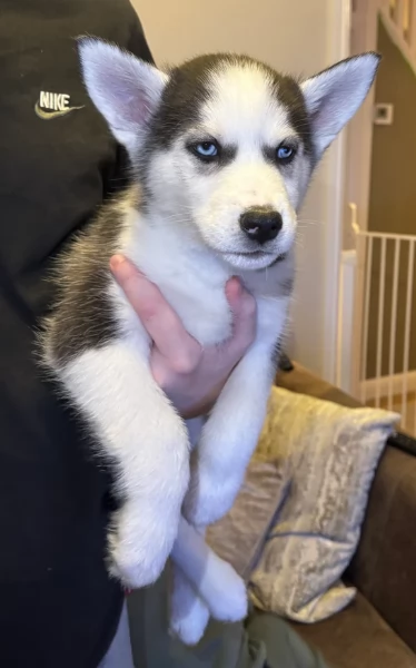 spettacolar cucciolo di husky per adozione | Foto 2