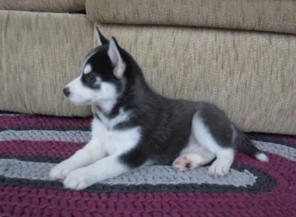spettacolar cucciolo di husky per adozione | Foto 3