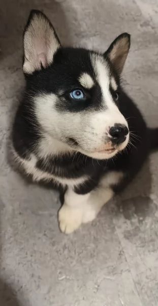 spettacolar cucciolo di husky per adozione | Foto 0