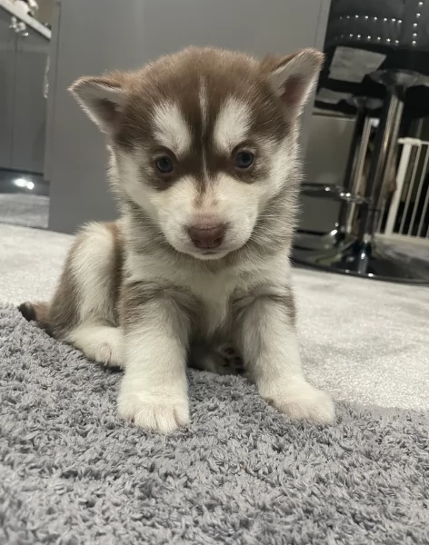 spettacolar cucciolo di husky per adozione | Foto 1