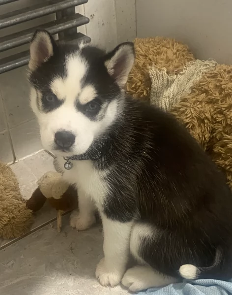 spettacolar cucciolo di husky per adozione | Foto 0