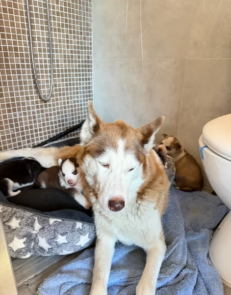 spettacolar cucciolo di husky per adozione | Foto 3