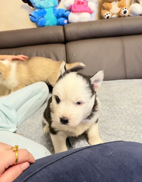 spettacolar cucciolo di husky per adozione | Foto 1