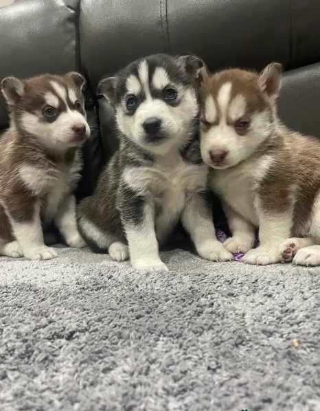 spettacolar cucciolo di husky per adozione | Foto 0
