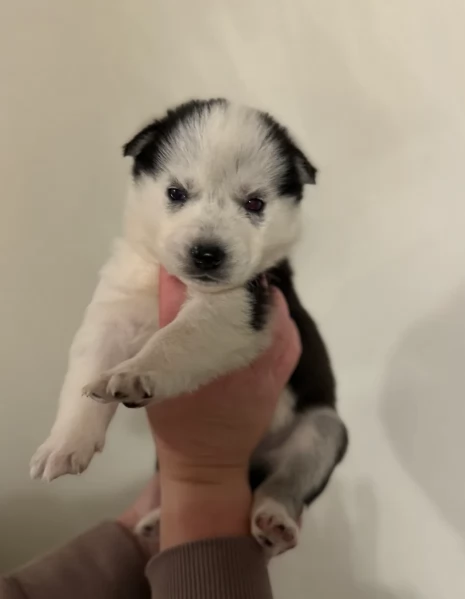 spettacolar cucciolo di husky per adozione | Foto 5