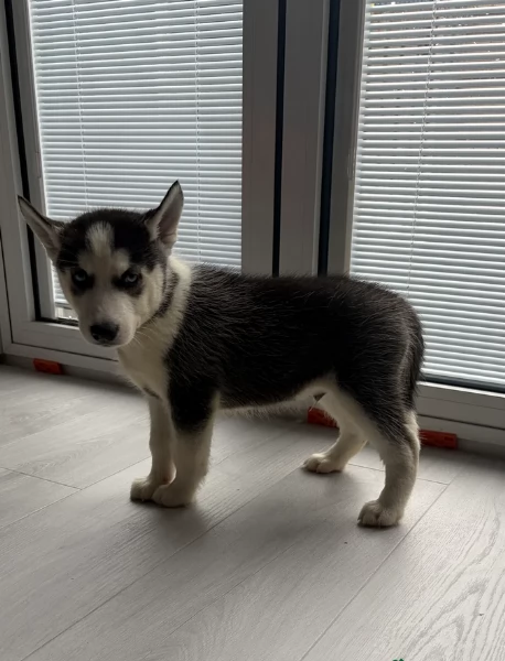 spettacolar cucciolo di husky per adozione | Foto 3