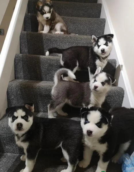 spettacolar cucciolo di husky per adozione | Foto 2