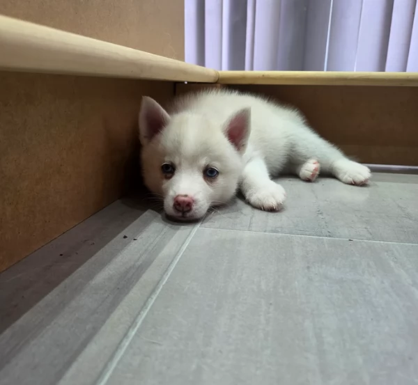 spettacolar cucciolo di husky per adozione