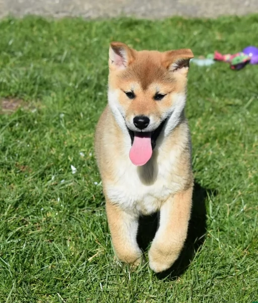 meraviglioso cuccioli di shiba Inu per adozione