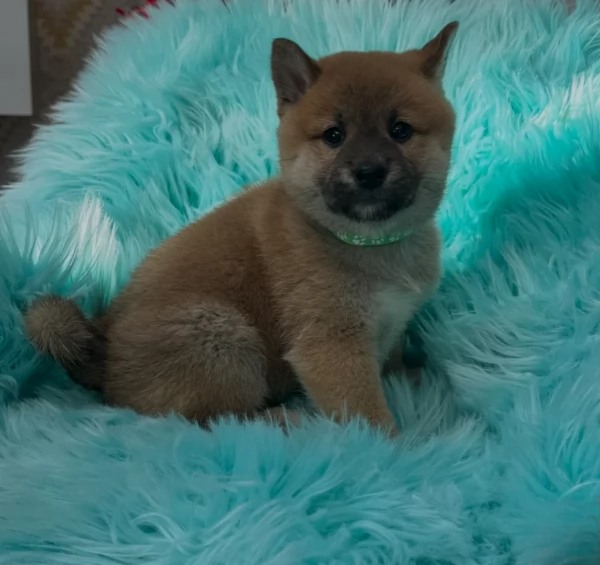 meraviglioso cuccioli di shiba Inu per adozione