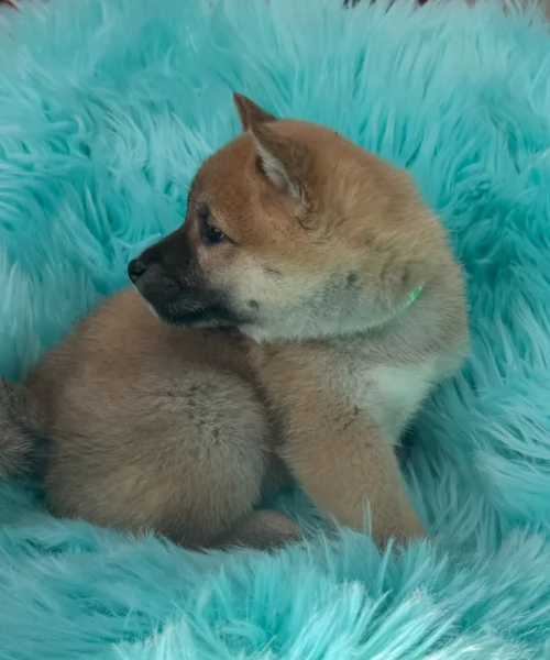 meraviglioso cuccioli di shiba Inu per adozione | Foto 3