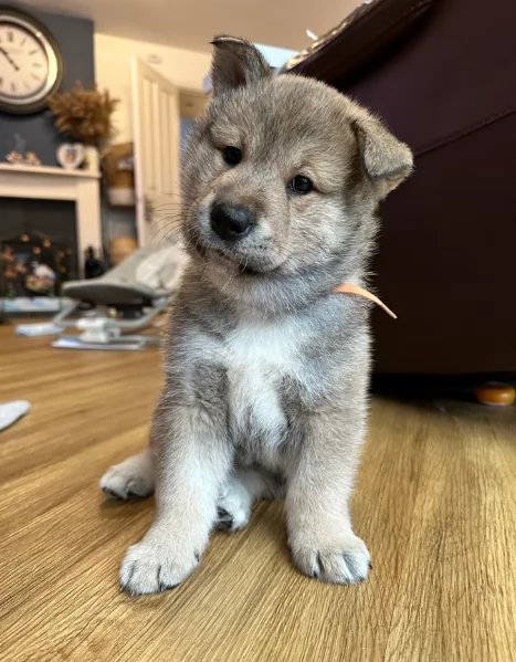 meraviglioso cuccioli di shiba Inu per adozione | Foto 2