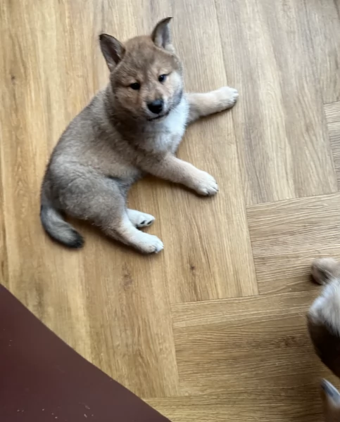 meraviglioso cuccioli di shiba Inu per adozione | Foto 0