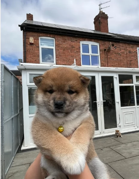 meraviglioso cuccioli di shiba Inu per adozione | Foto 6
