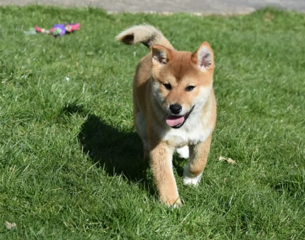 meraviglioso cuccioli di shiba Inu per adozione