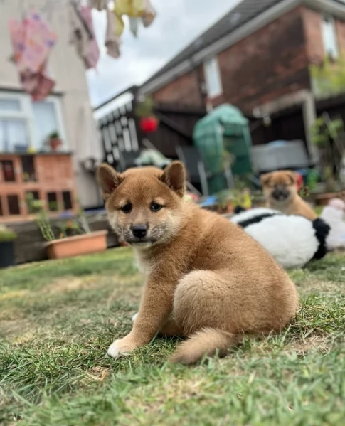 meraviglioso cuccioli di shiba Inu per adozione | Foto 2