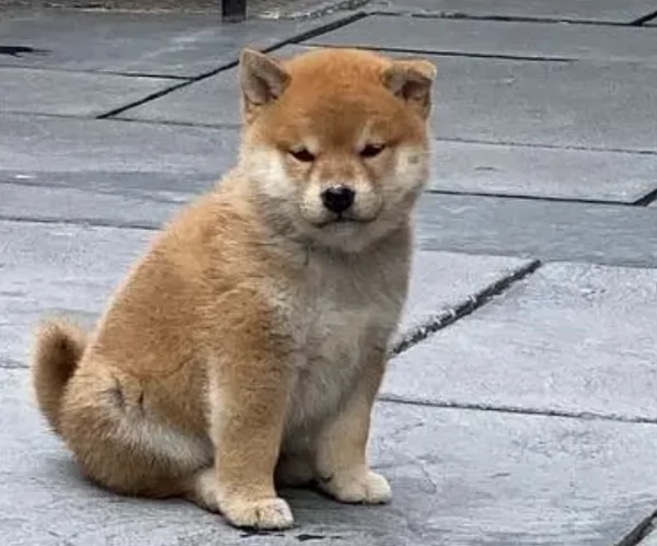 meraviglioso cuccioli di shiba Inu per adozione