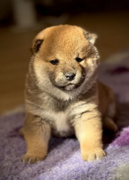 meraviglioso cuccioli di shiba Inu per adozione | Foto 0