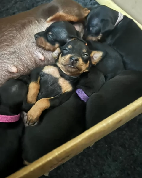 meraviglioso. per adozione cuccioli di Pinscher