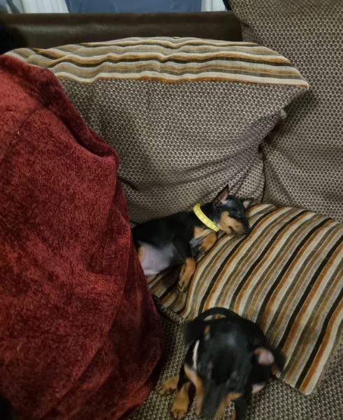 meraviglioso per adozione cuccioli di Pinscher | Foto 3