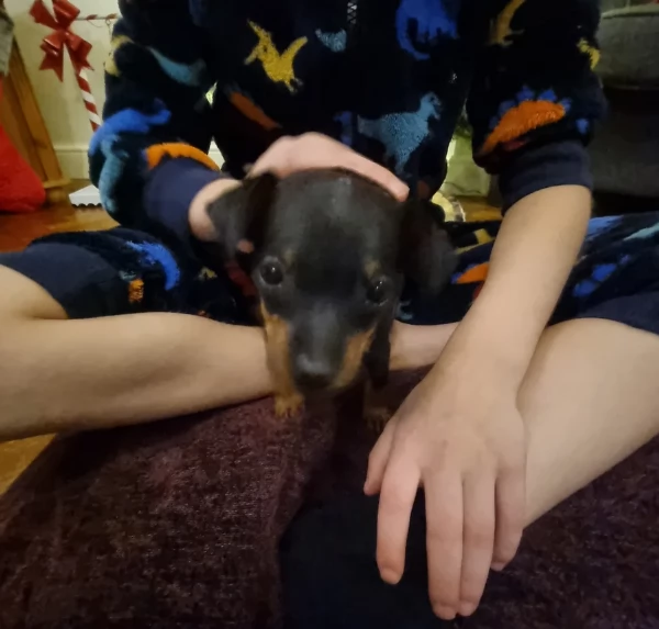 meraviglioso per adozione cuccioli di Pinscher | Foto 2