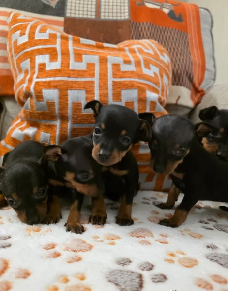 meraviglioso per adozione cuccioli di Pinscher