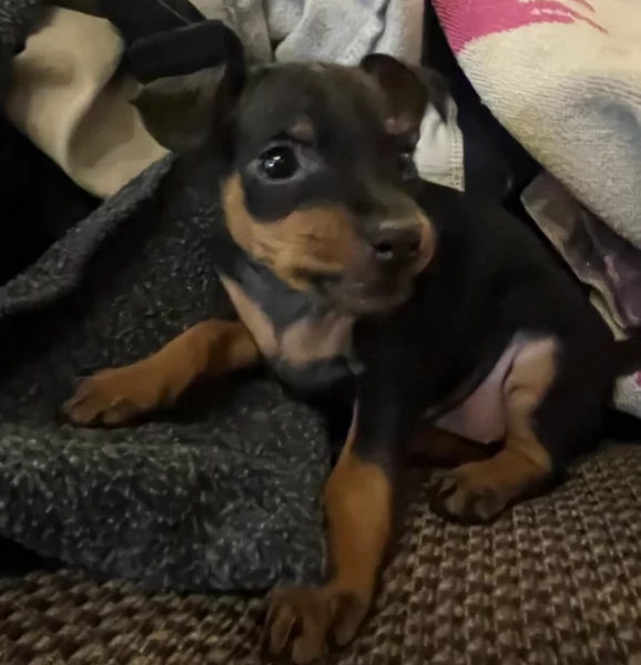 meraviglioso per adozione cuccioli di Pinscher | Foto 1